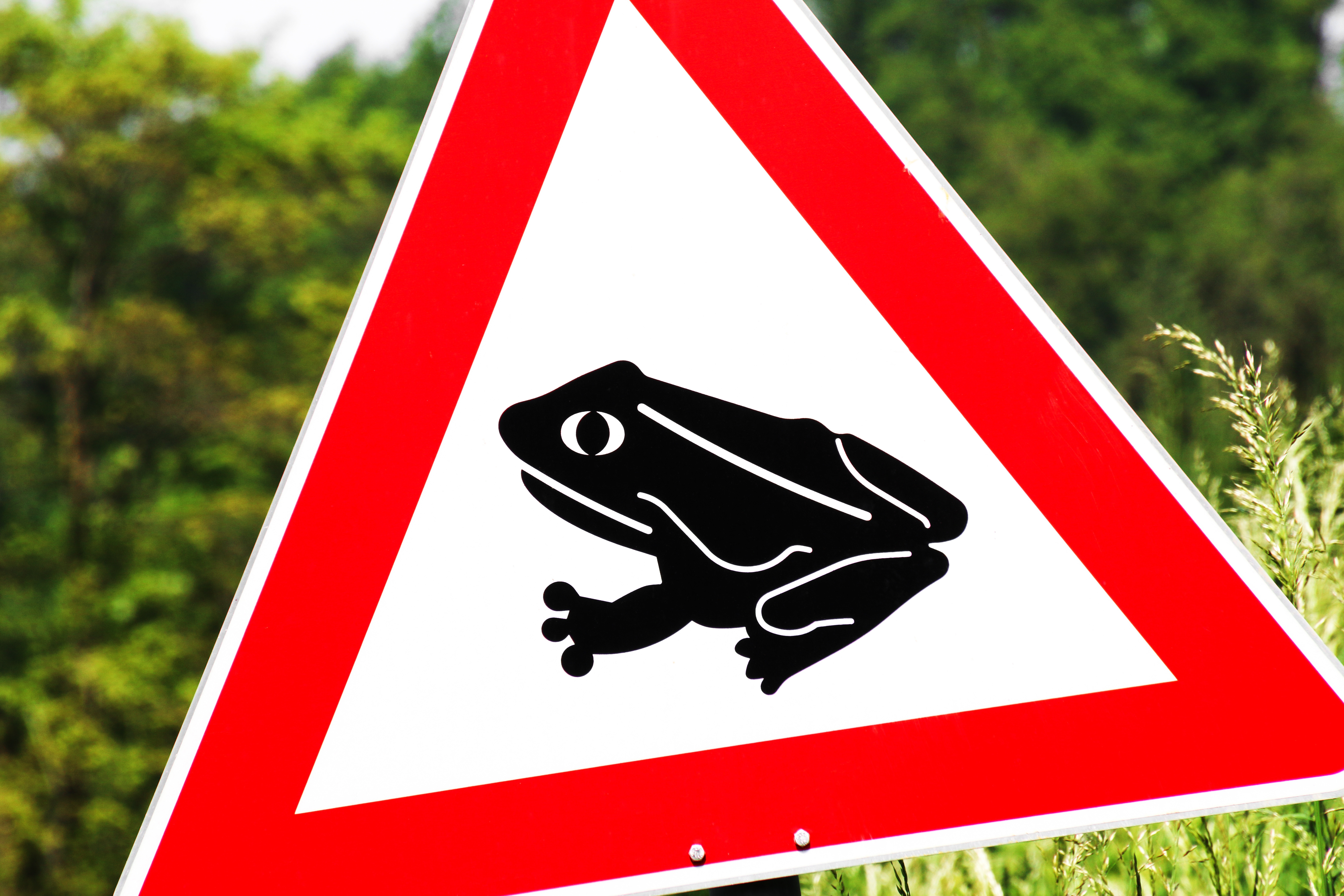 Froschfreunde Froschfreunde