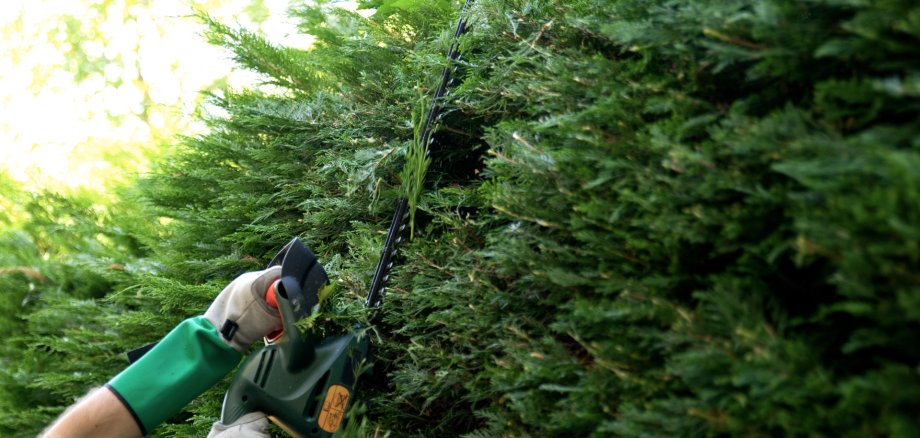 Hecke schneiden