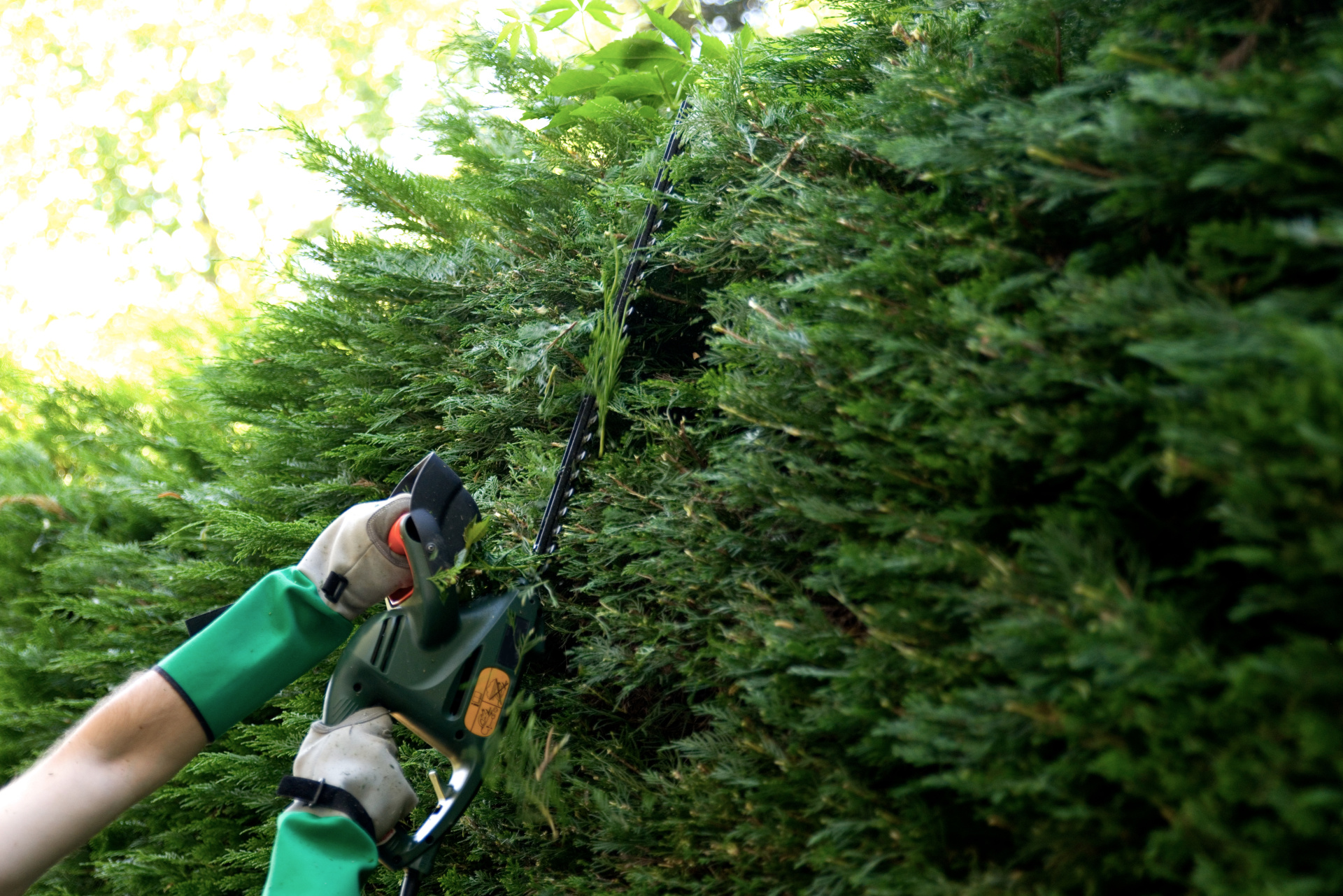 Hecke schneiden