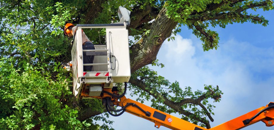 Arbeiter bei Baumrückschnitt mit Hubsteiger