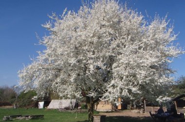 MaG_Dorfbereich_mit_ Pflaumenbaum.jpg