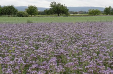 Phacelia.JPG
