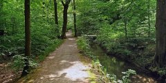 wald_werkgraben2.jpg