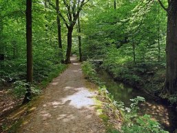 wald_werkgraben2.jpg