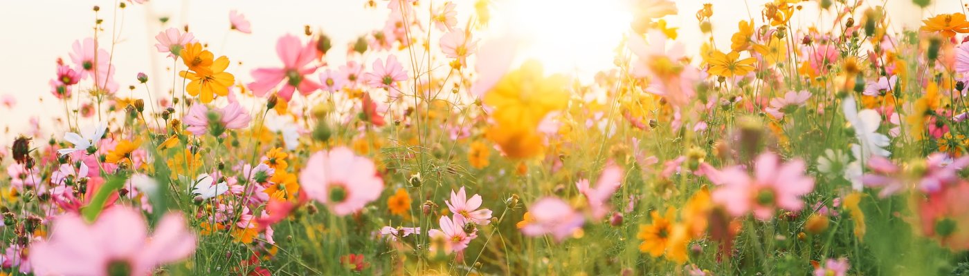 beautiful cosmos flower field