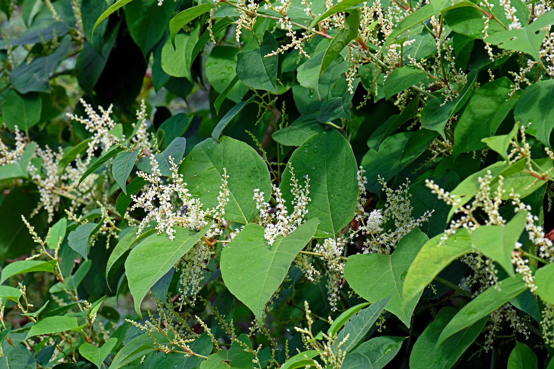 blühender Japanischer Staudenknöterich (Fallopia japonica)