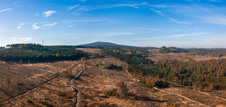 Luftaufnahme mit Drohne vom Waldsterben im Taunus durch den Bork