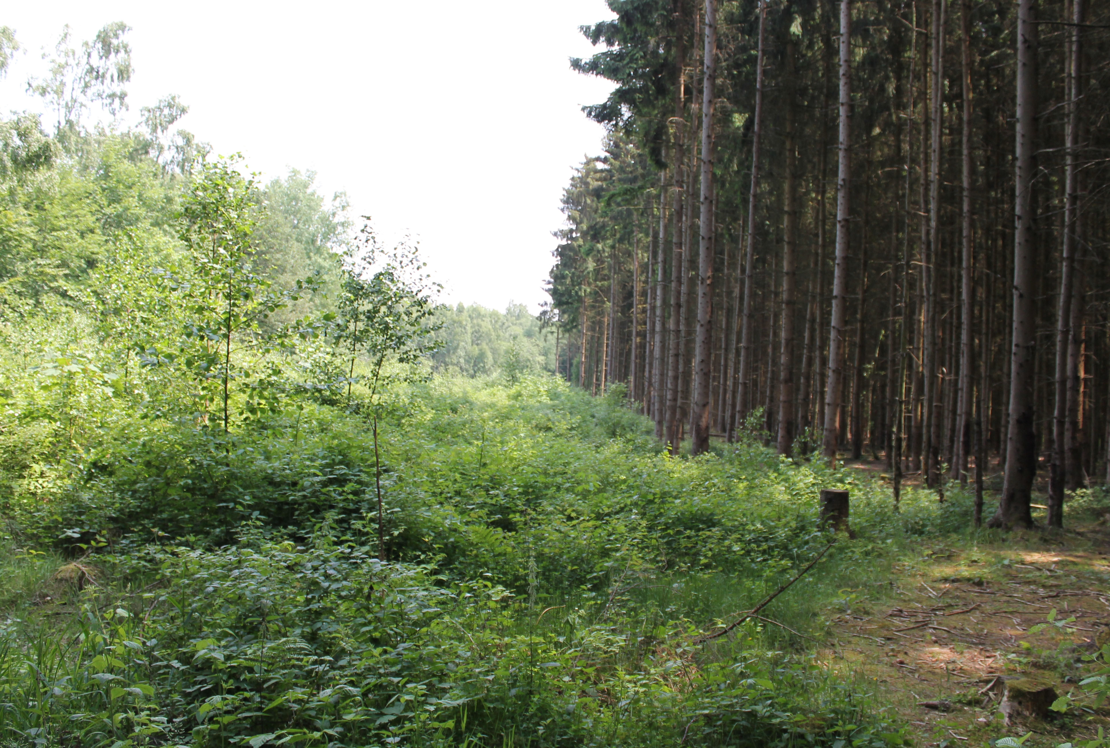Verjüngungskonzept für den Oberurseler Stadtwald