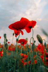 Beautiful composition of red poppies in a field at sunset