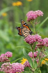 Swamp milkweed (Asclepias incarnata) in bloom with a monarch butterfly (Danaus plexippus) feeding on nectar in the flowers