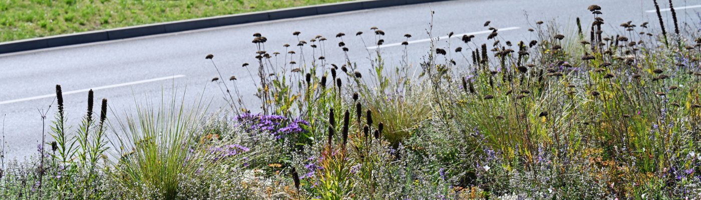 Jungbäume in einem Park