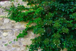 Rankpflanze an Mauer
