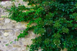 Rankpflanze an Mauer