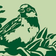 Motiv-Ausschnitt: Vogel im Fassadengrün