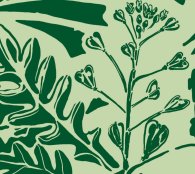 Motiv-Ausschnitt des Hirtentäschelkrauts