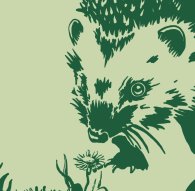 Motiv-Ausschnitt: Igel vor Gänseblümchen