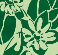 Motiv-Ausschnitt: Vogelmiere-Blüten