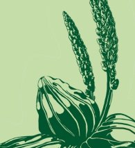 Ausschnitt des Wegerich-Motivs