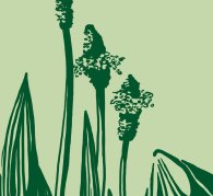 Motiv-Ausschnitt: Spitzwegerich-Blüten