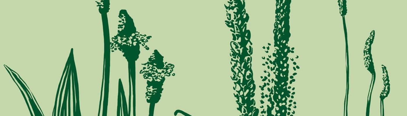 Grünes Motiv mit der Abbildung von drei Wegerich Arten: Mittlerer, Breiter und Spitzwegerich