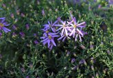 Blüte der niedrigen Ödlandaster