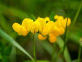 Kleine Blüte des Hornklees
