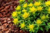 Blüten der Gold Wolfsmilch