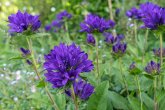 Blüte der Knäul-Glockenblume