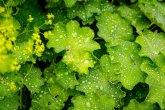 Markante Blätter des Frauenmantels mit Wassertropfen und kleinen Blüten