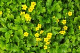 Blühende Waldsteinie