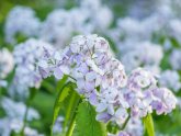 Blüten der ausdauernden Mondviole