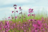 Kleine Blüten der Pechnelke