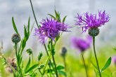 Blüte der Skabiosenflockenblume