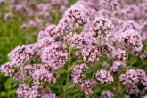 Blüten des wilden Majorans