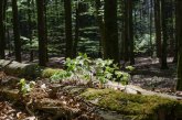 Totholz - aus totem Holz wachsen grüne Blätter