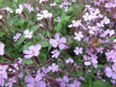 Blüten des roten Seifenkrauts