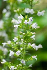 Kleine weiße Blüten der Bergminze