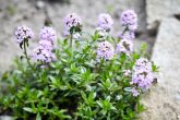 Thymian
