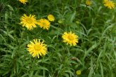 Gelbe Blüten des Ochsenauges