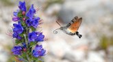 Taubenschwänzchen mit langem Rüssel an Natternkopfblüte