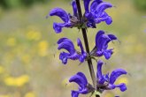 Kleine Blüten des Wiesensalbei