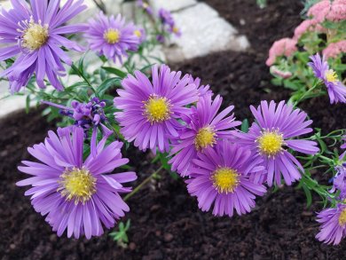 Lila Blüten aus dem Ursel-Garten