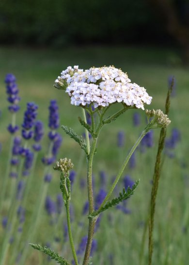 Blühende Schafgarbe.