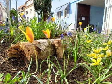 Kleine Blümchen wachsen aus der Erde am Ursel-Garten in der Ackergasse