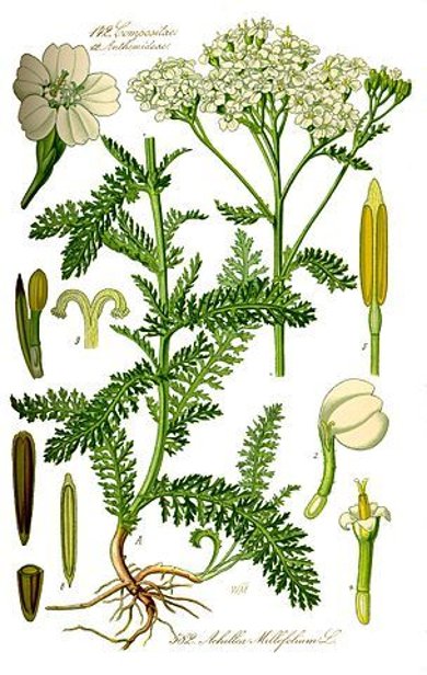Botanische Illustration der gemeinen Schafgarbe