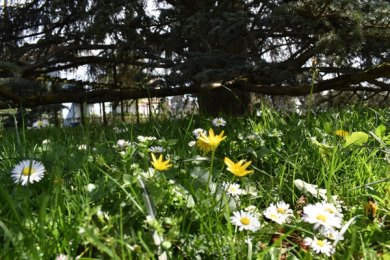 Im Schatten unter dem riesigen Baum in der Adenauerallee blühen kleine Pflanzen im Gras.