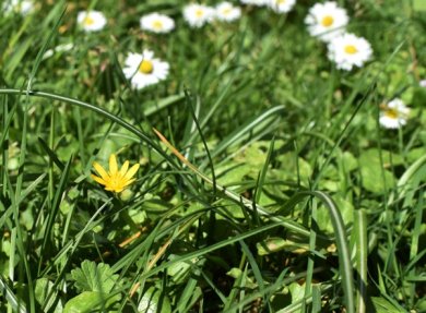 Gelbe Blüte des Scharbockkrautes im Rasen neben Gänseblümchen