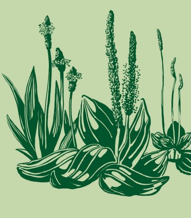 Drei Wegerich Arten - Das Symbol des Grünen Weges