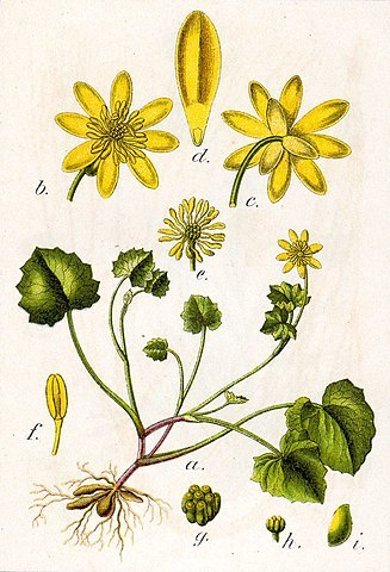 Botanische Illustration des Scharbockskrautes