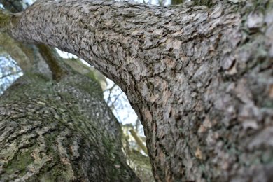 Dicke Ast-Stämme der Zeder ragen in den Himmel
